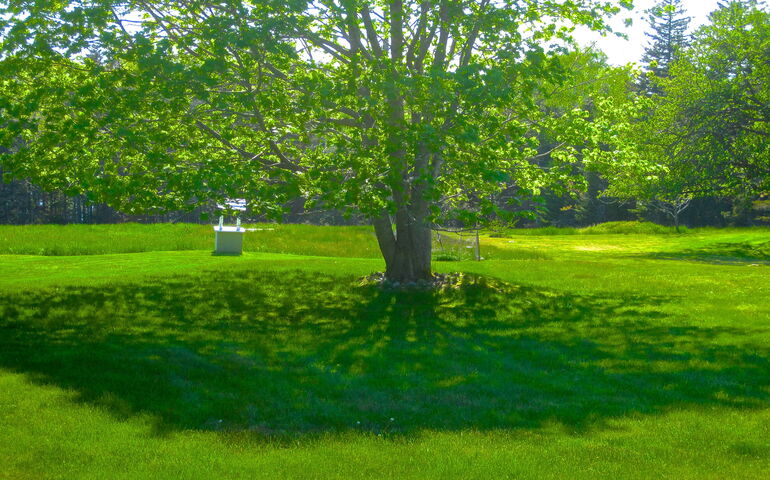 tree, shadow and lawn