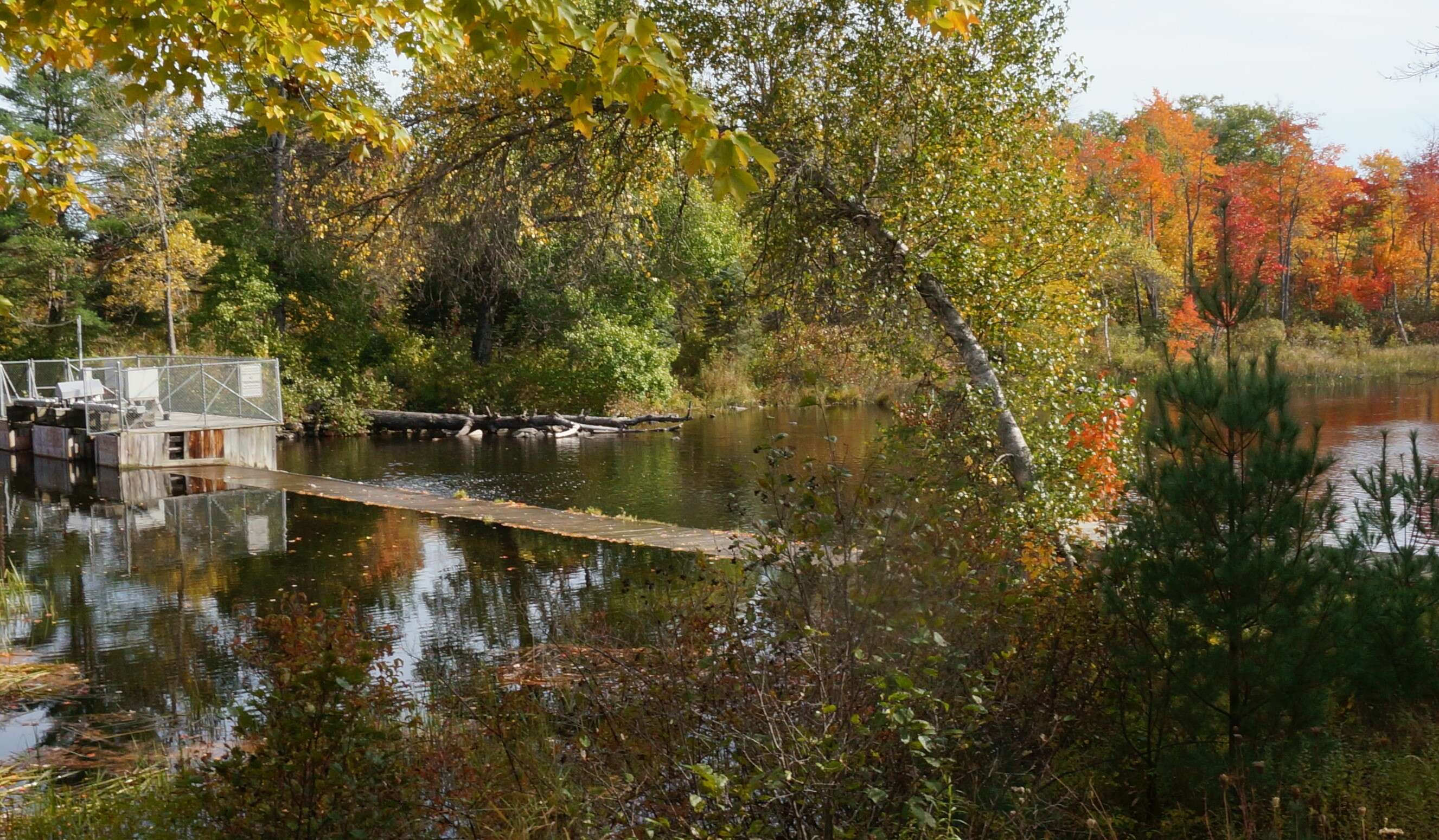 A dam on a stream surrounded by fall foliage