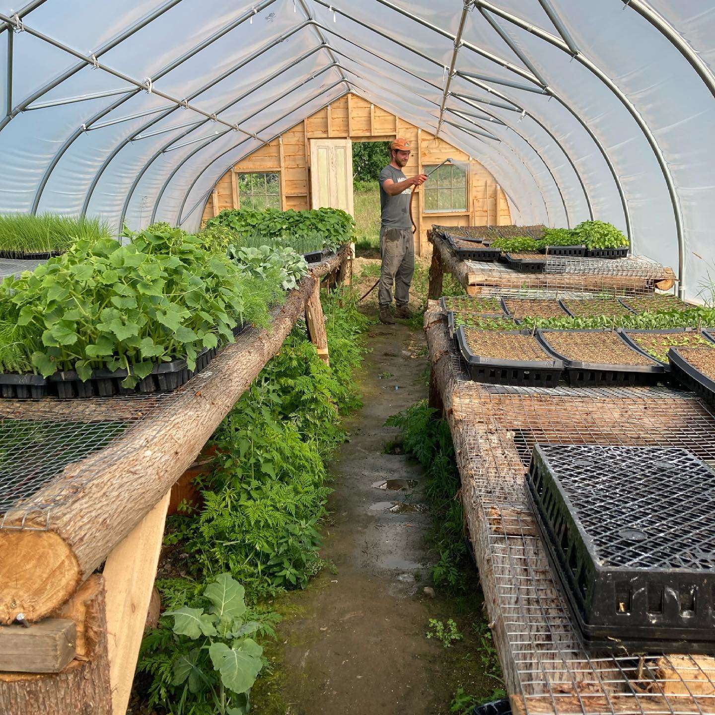 greenhouse with seedlings