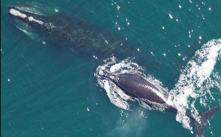aerial of two whales in water