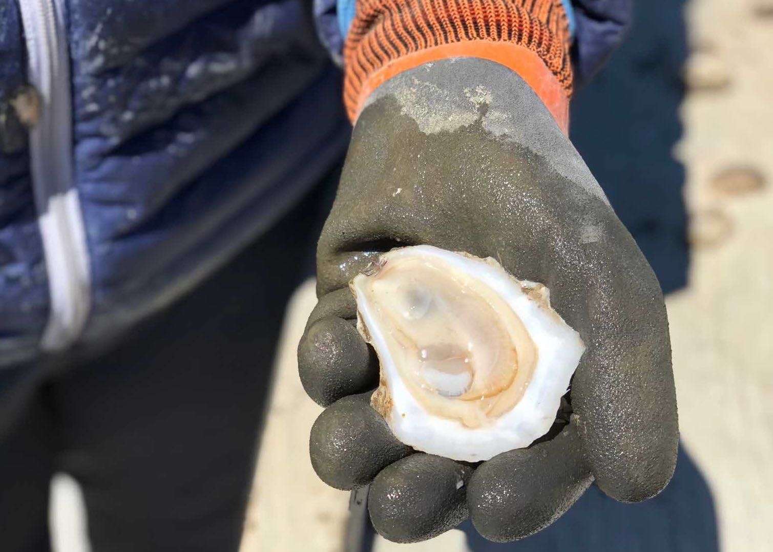 glove on hand with oyster