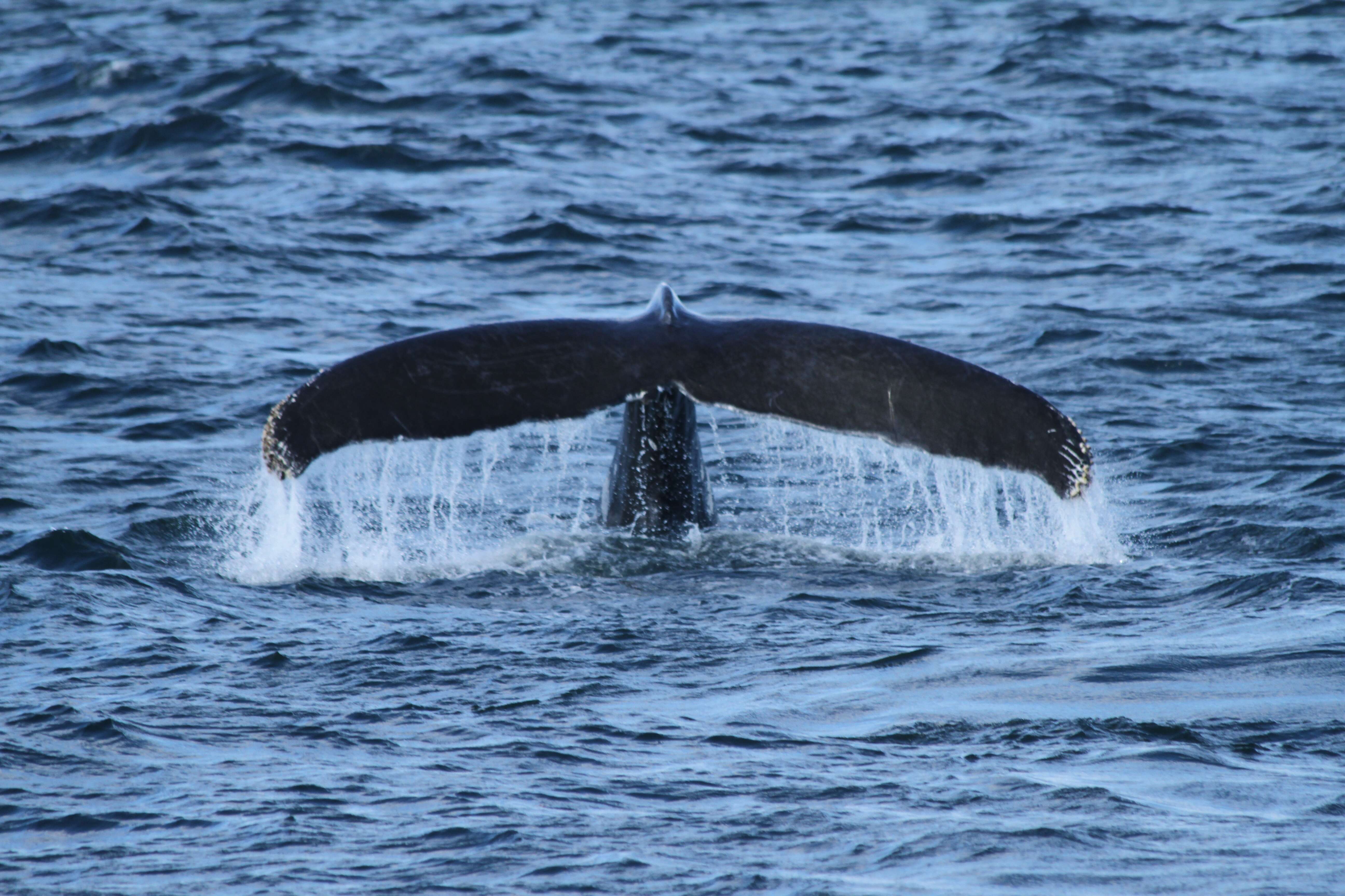 Whale tail popping out of the water