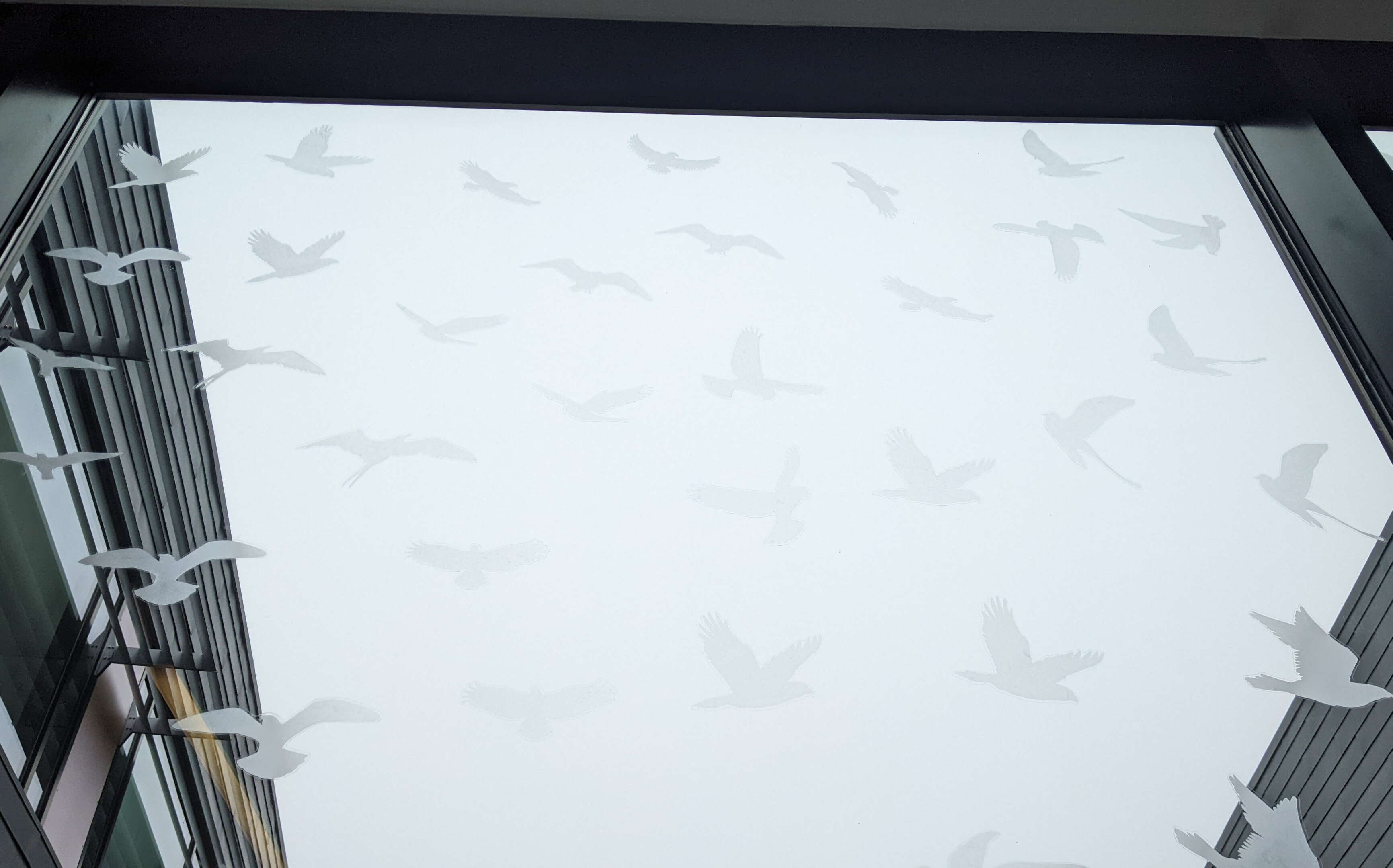 At Bigelow Lab, decals for bird-safe windows are shaped like bird.