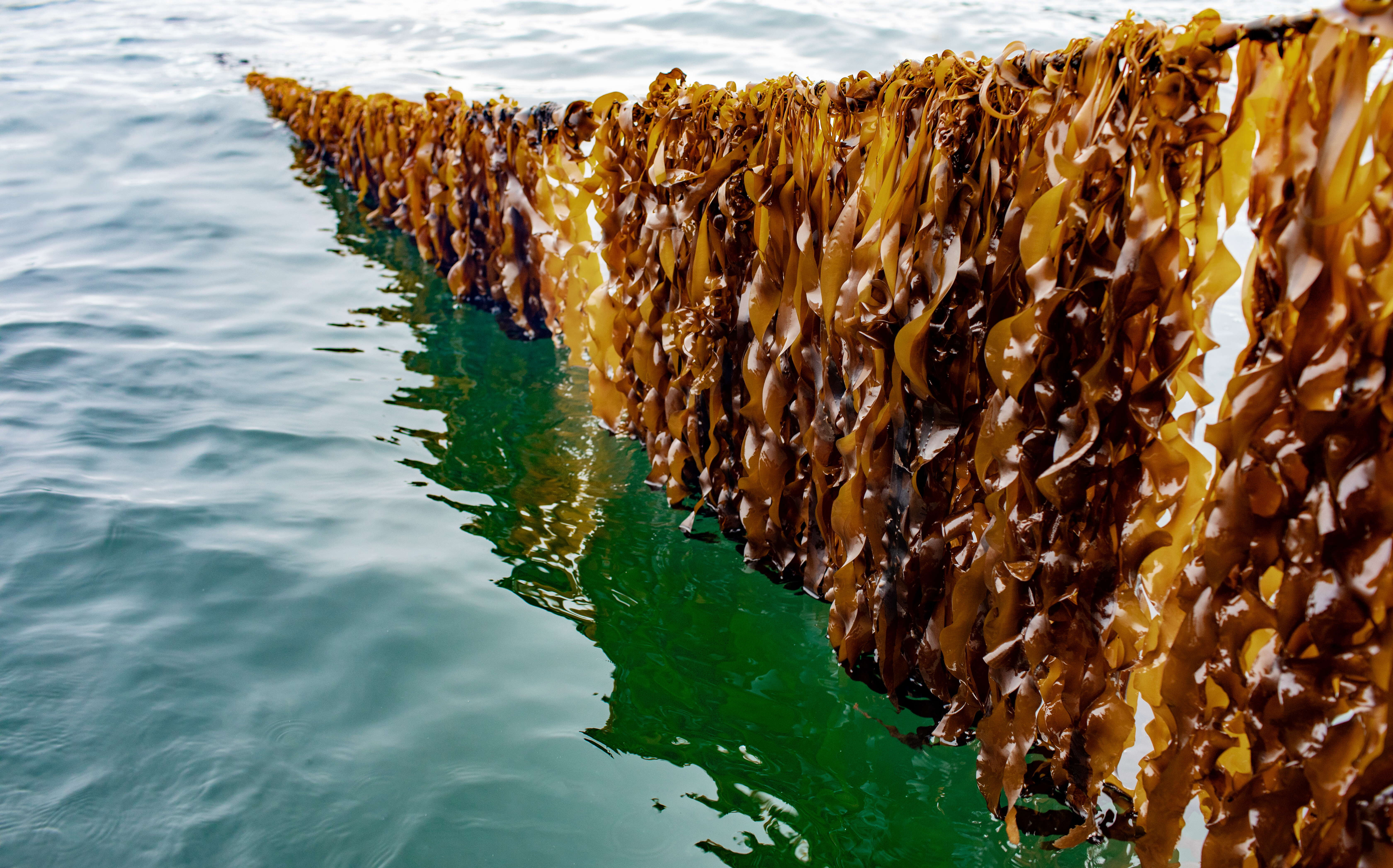 Seaweed hangs from a line over the water.