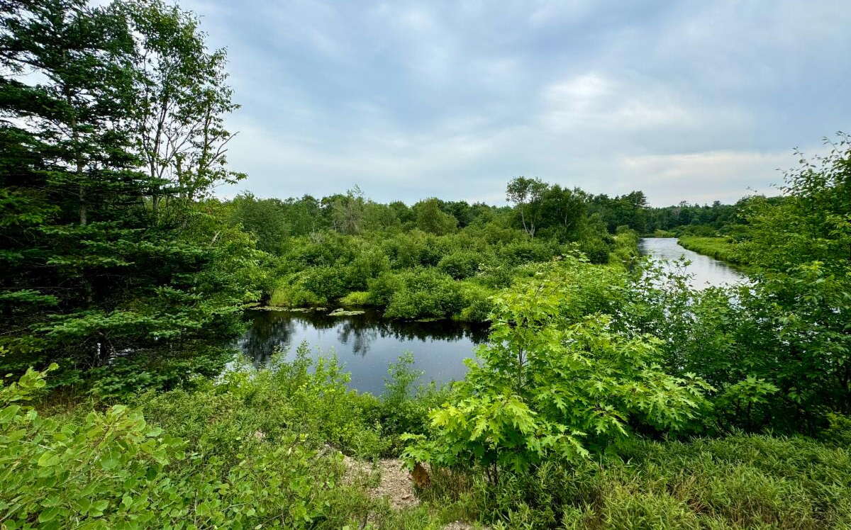 A view of woods and water.