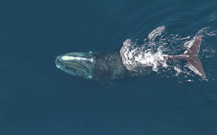 A big whale swims through the ocean.