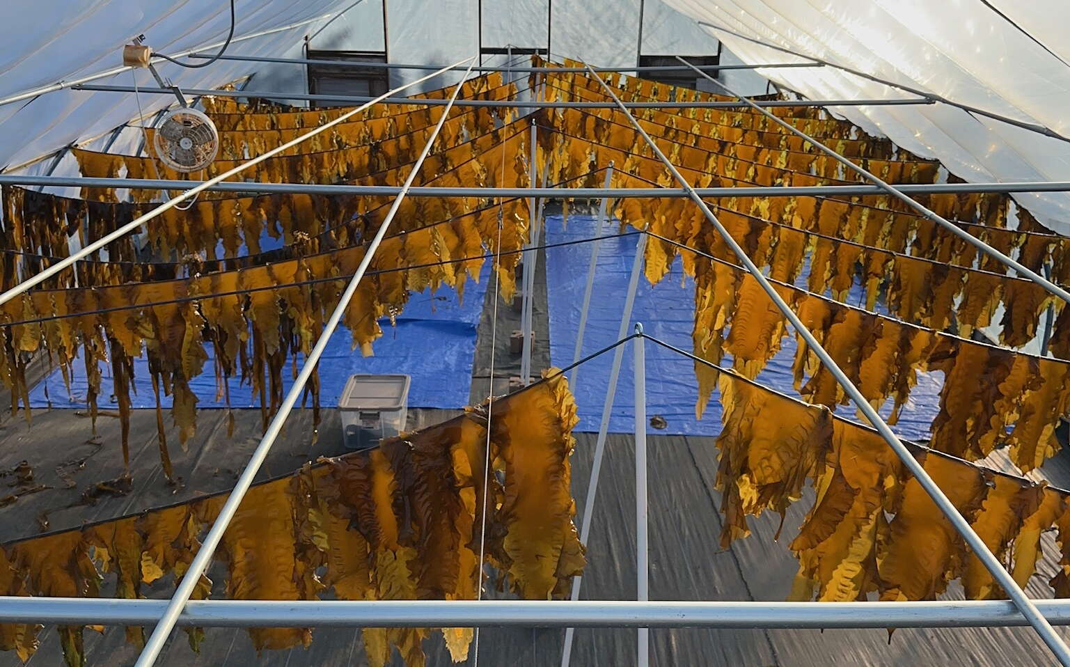 A greenhouse is full of kelp hung on lines.