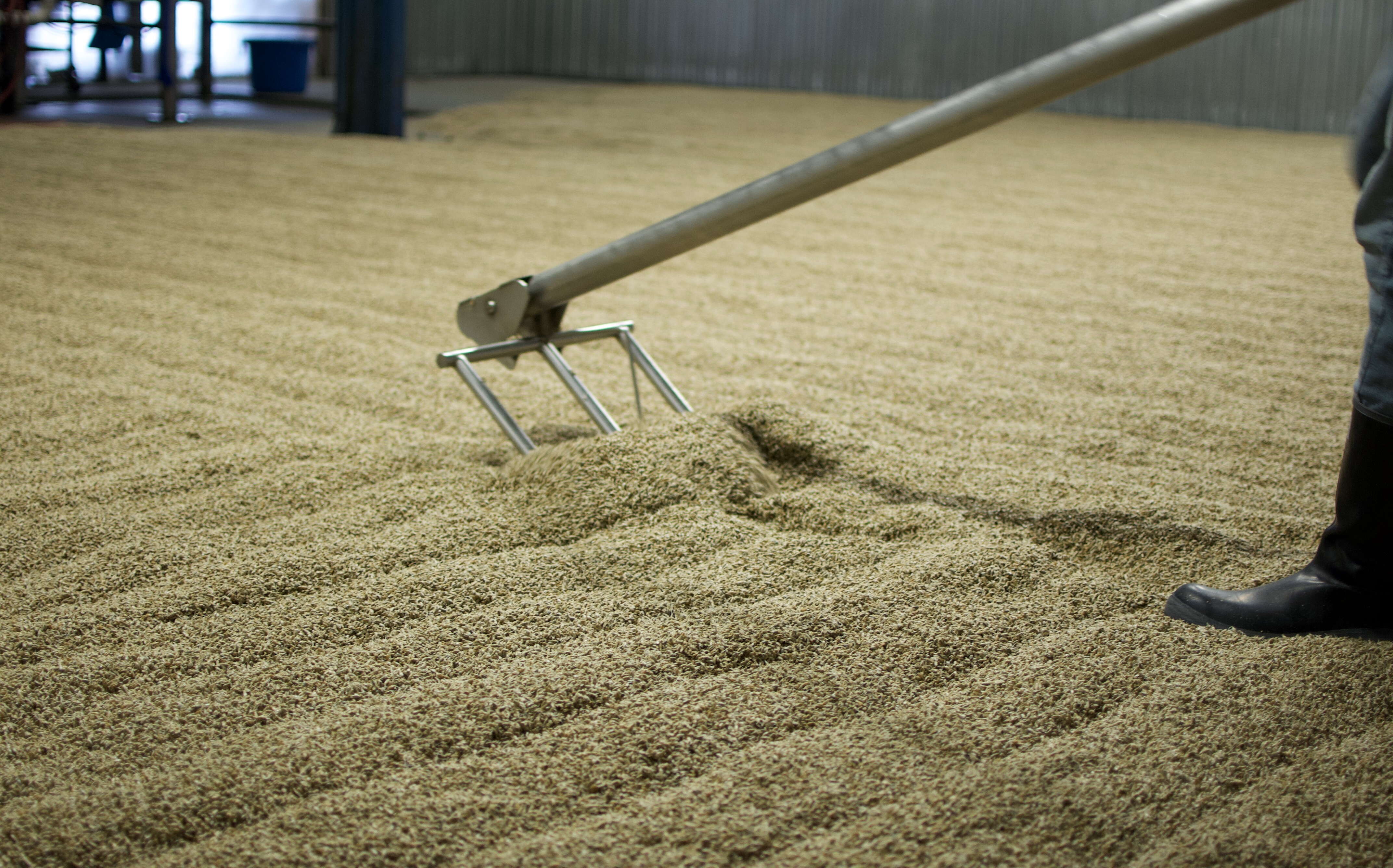 A rake is run through a floor spread with grain.