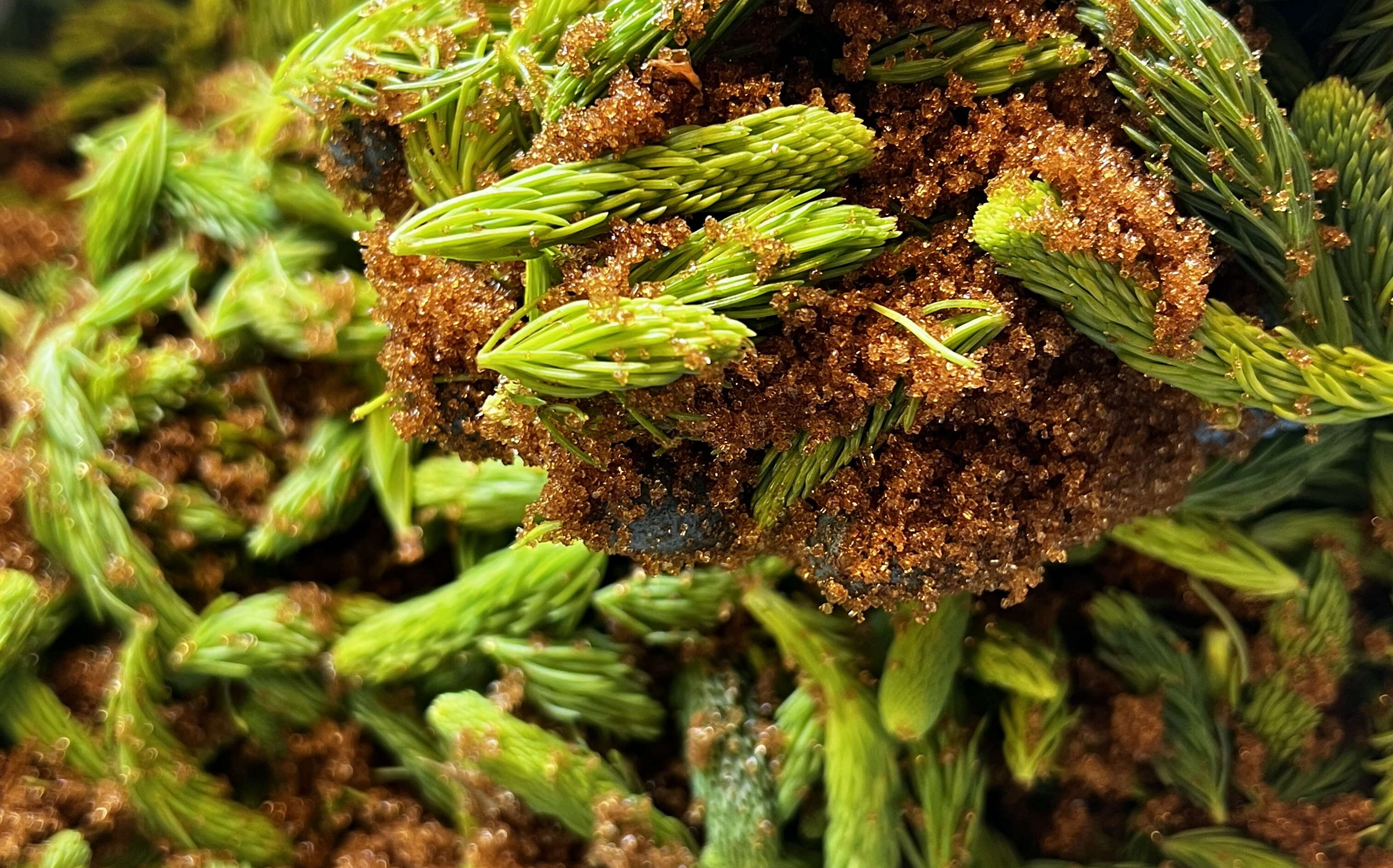 Spruce tips are srinkled with brown sugar.