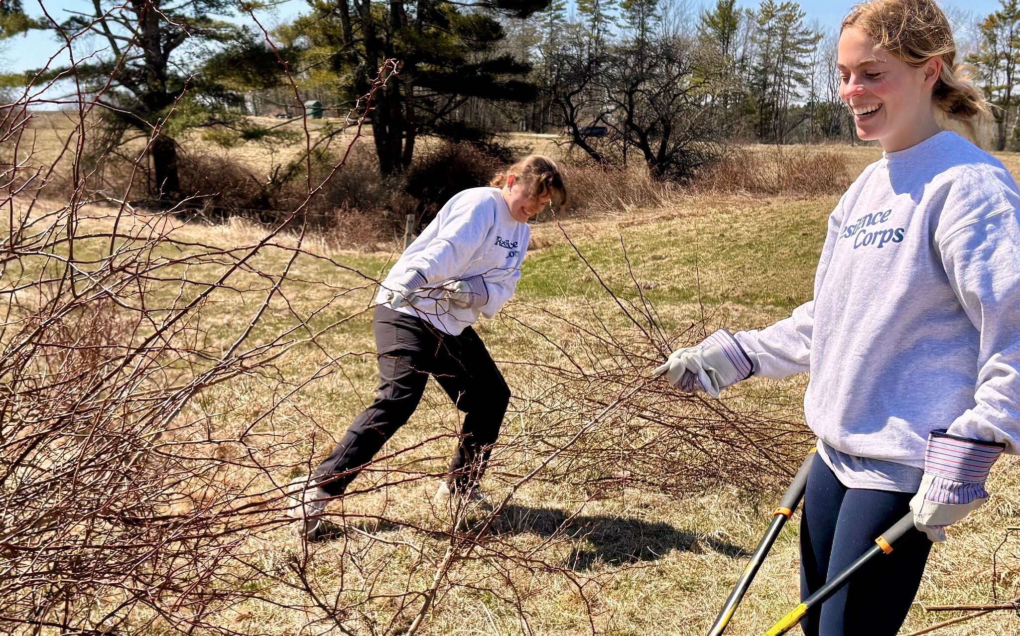 Two people work in a field on bushes.