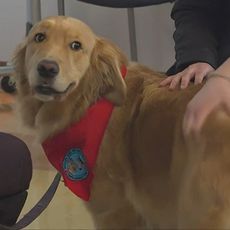 Therapy dog being petted 