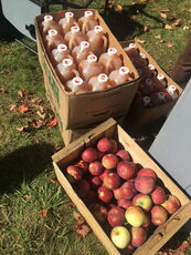 Maine's apple season is shaping up to be hit-or-miss