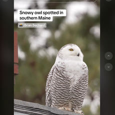 Snowy owl on Maine Public TikTok 