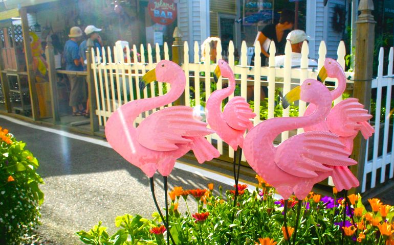 flamingos and flowers