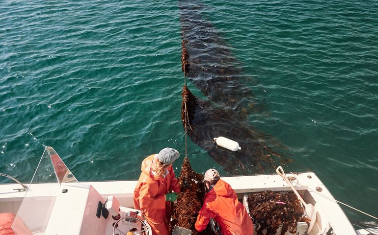 Maine S Seaweed Industry Grown 20 Fold In Five Years Featured In New   Unnamed 0 