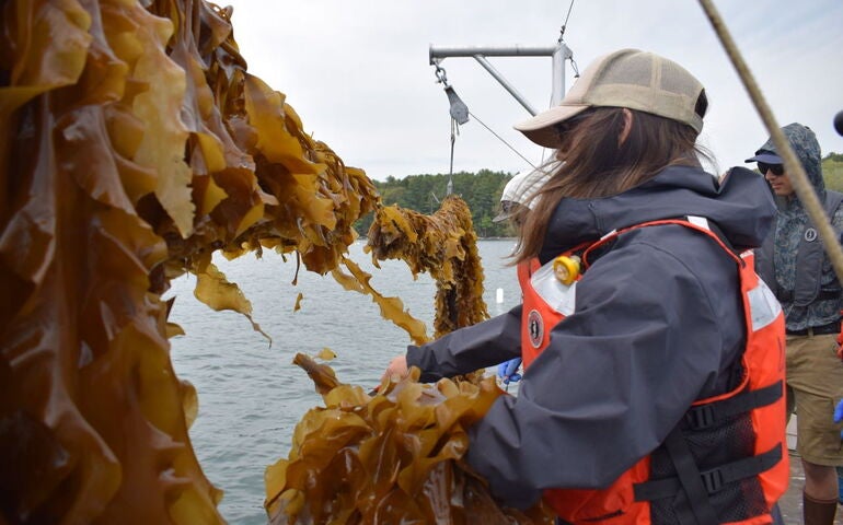 An aquaculture boot camp students does things with seaweed that's hanging on a rope.