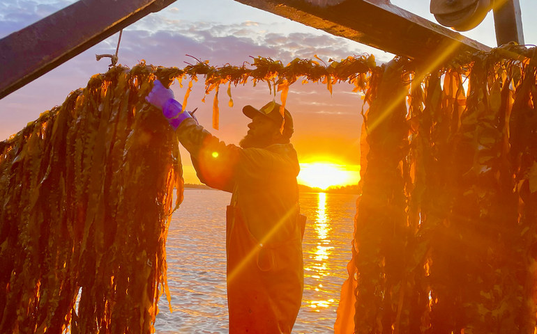 An Atlantic Sea Farms farmer harvests kelp in the glow of the sun.