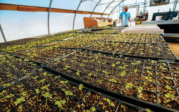 At Johnny's Selected Seeds, an employee works in a greenhouse.