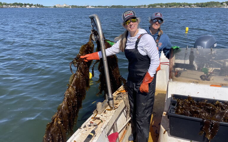 Two people with Cold Current Kelp pull in a line of kelp onto their boat.