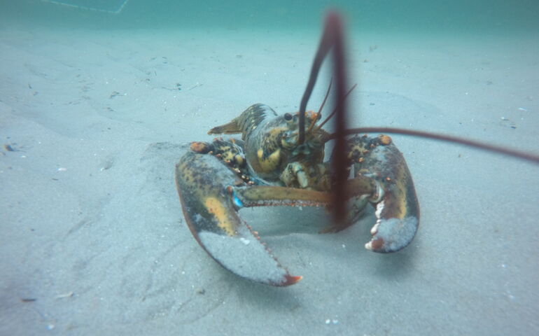 A lobster is seen on the sandy seafloor.