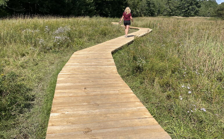 A boardwalk cuts through grass.